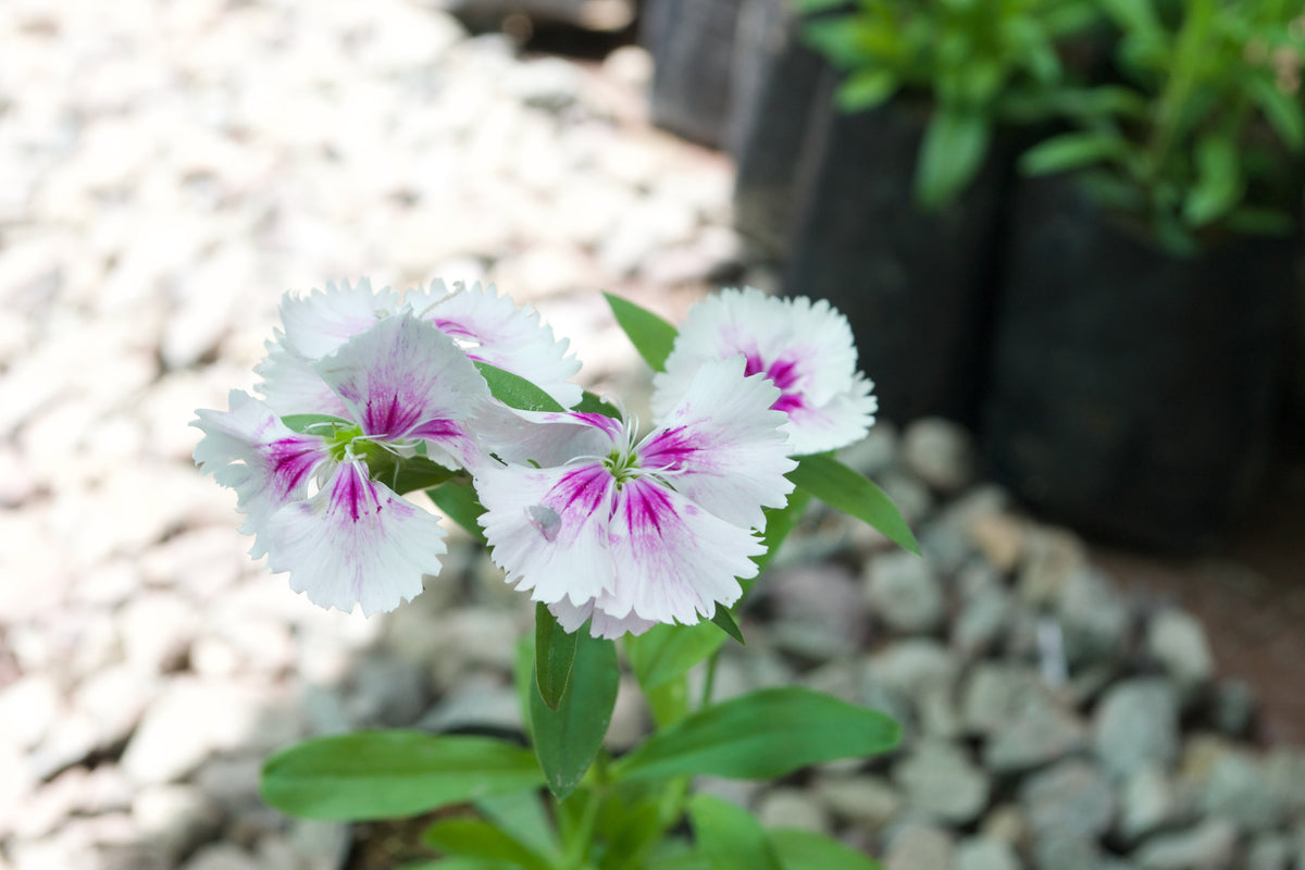 Dianthus (White with Purple Eye)