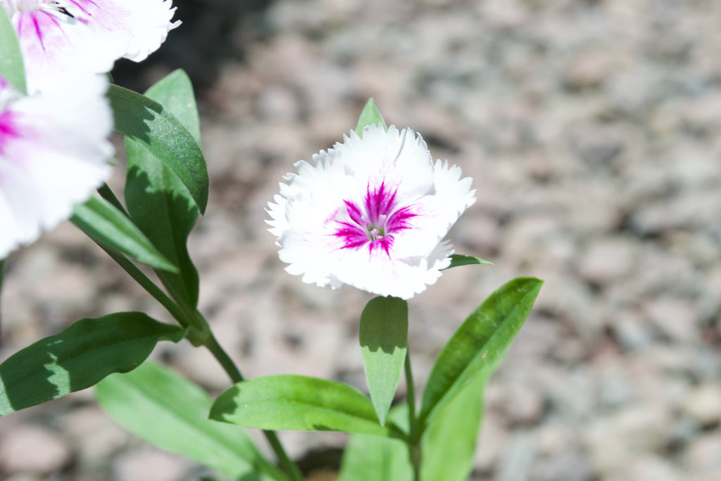 Dianthus (White with Purple Eye)