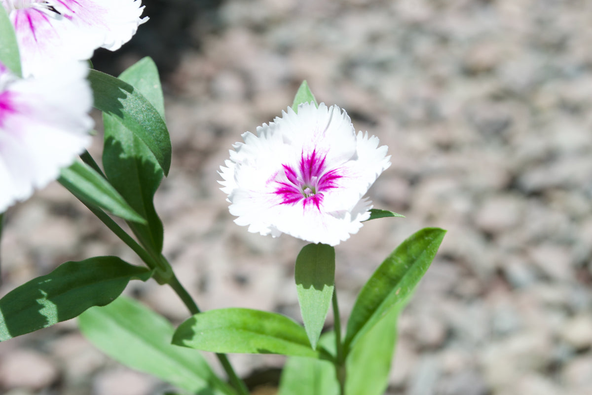 Dianthus (White with Purple Eye)