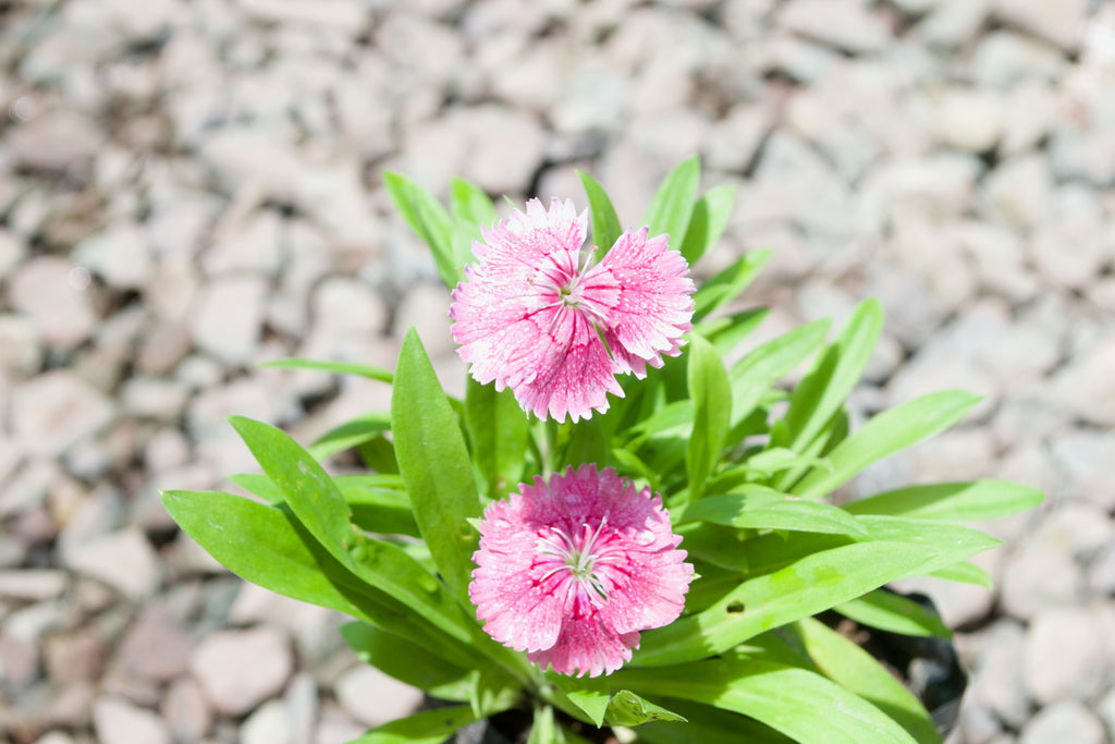 Dianthus (Speckled Pink)