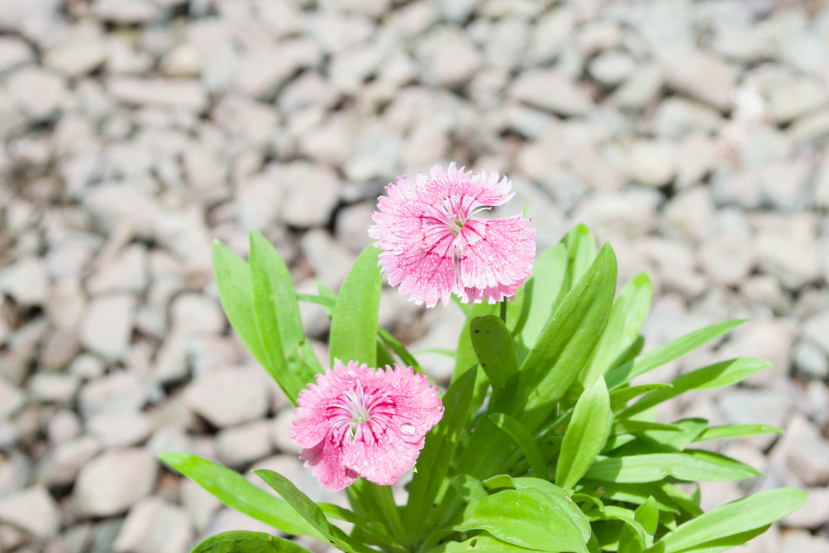 Dianthus (Speckled Pink)