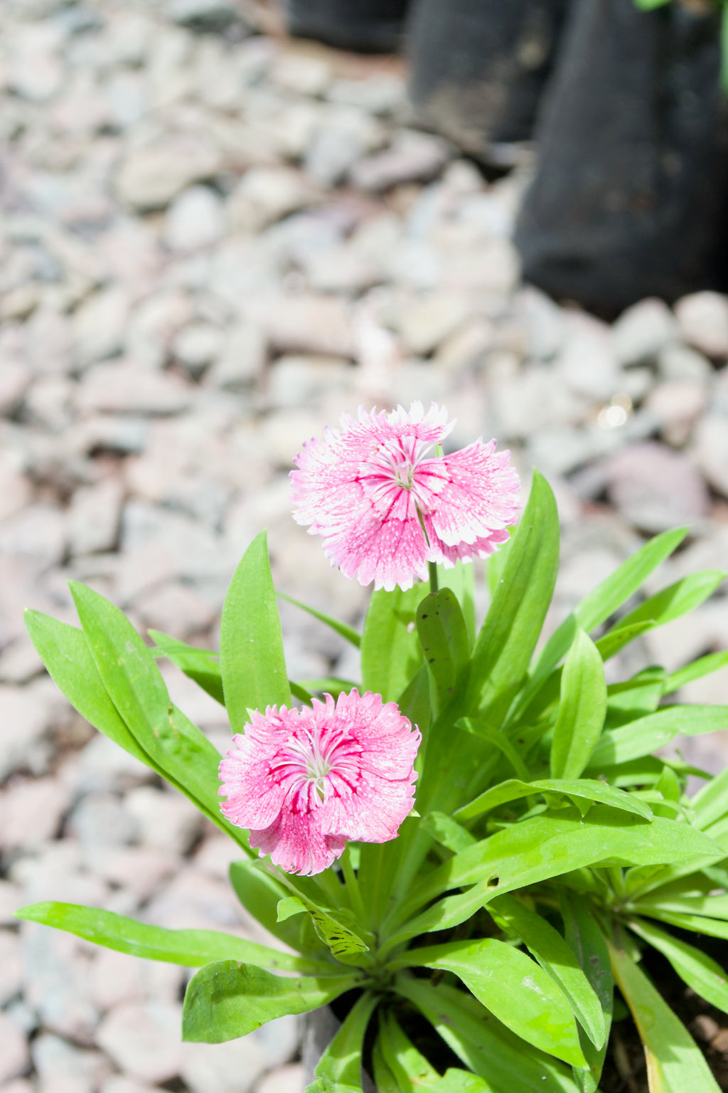 Dianthus (Speckled Pink)