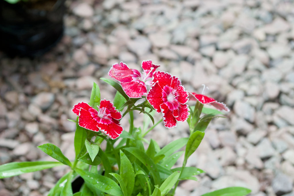 Dianthus (Crimson Picotee)