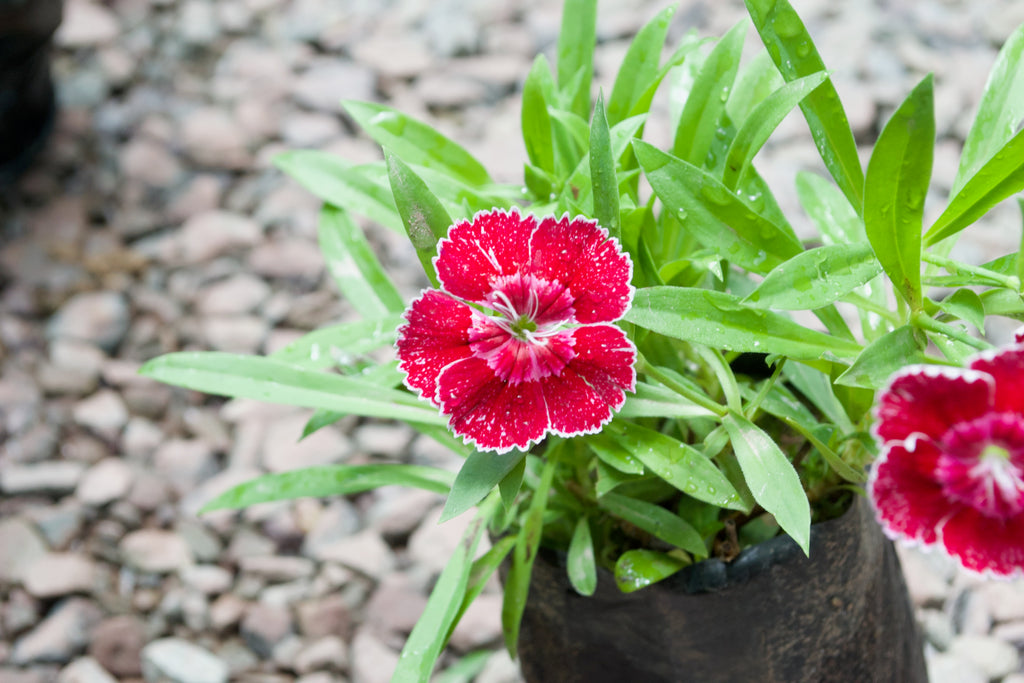 Dianthus (Crimson Picotee)