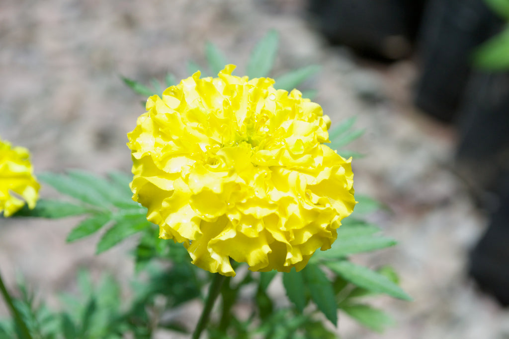Marigold (Bright lemon yellow)