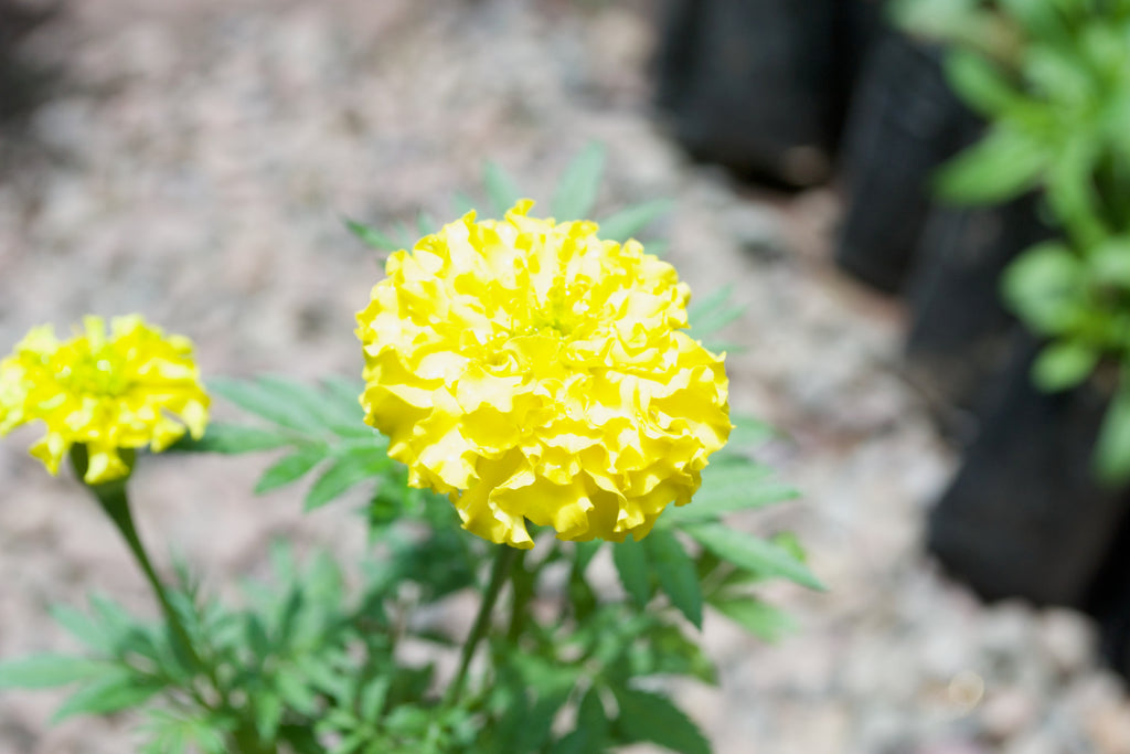 Marigold (Bright lemon yellow)