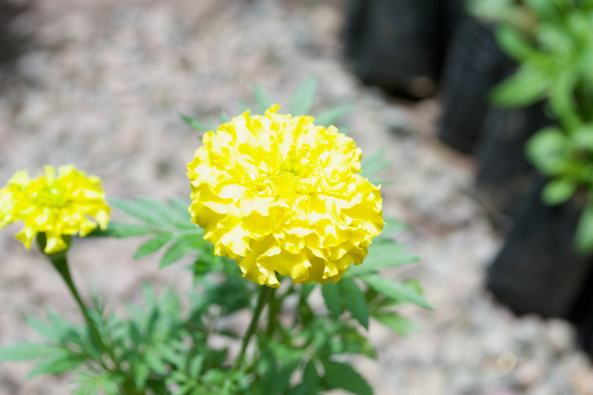 Marigold (Bright lemon yellow)