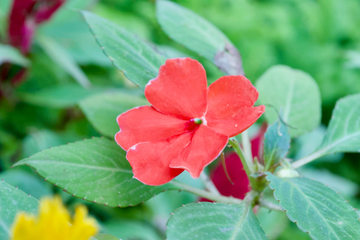 Impatiens