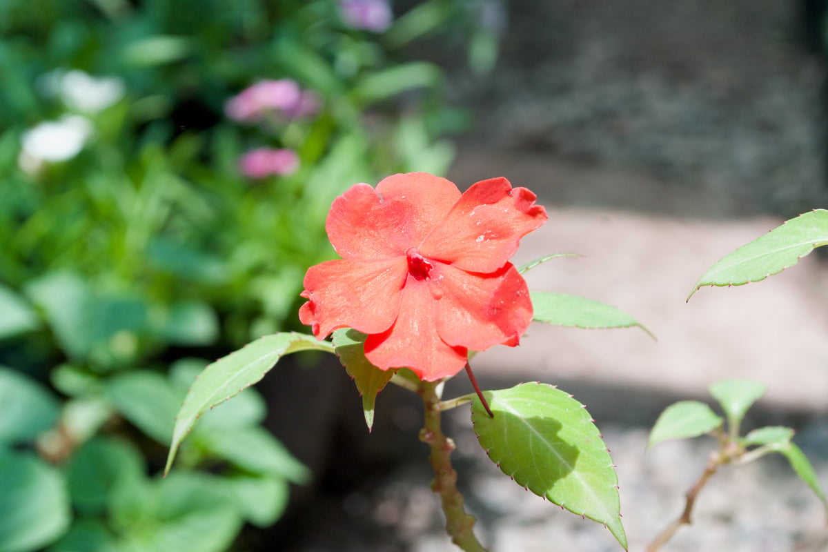Impatiens