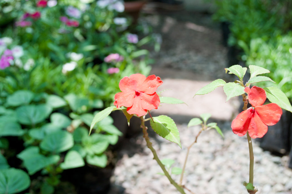 Impatiens