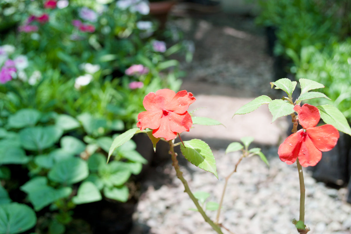 Impatiens