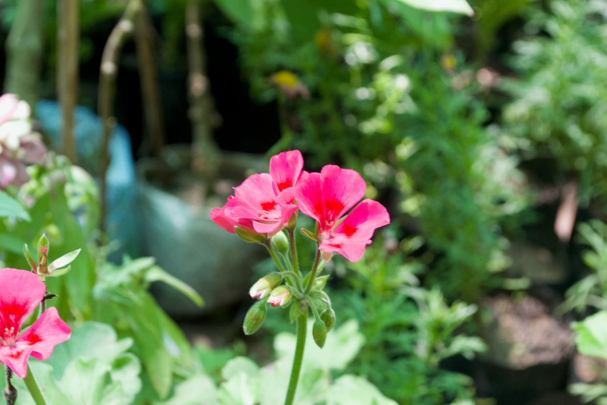 Zonal Geranium