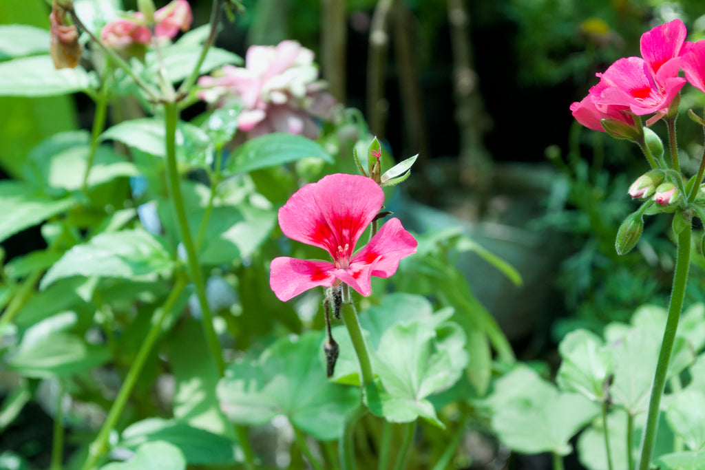 Zonal Geranium