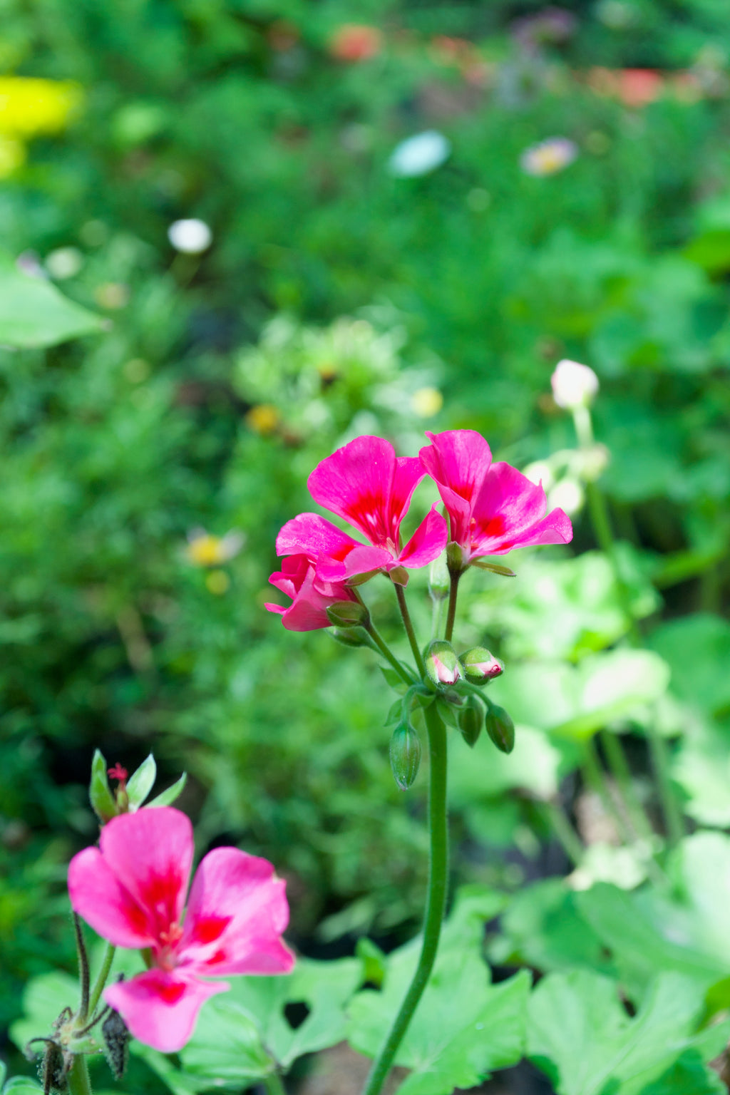 Zonal Geranium