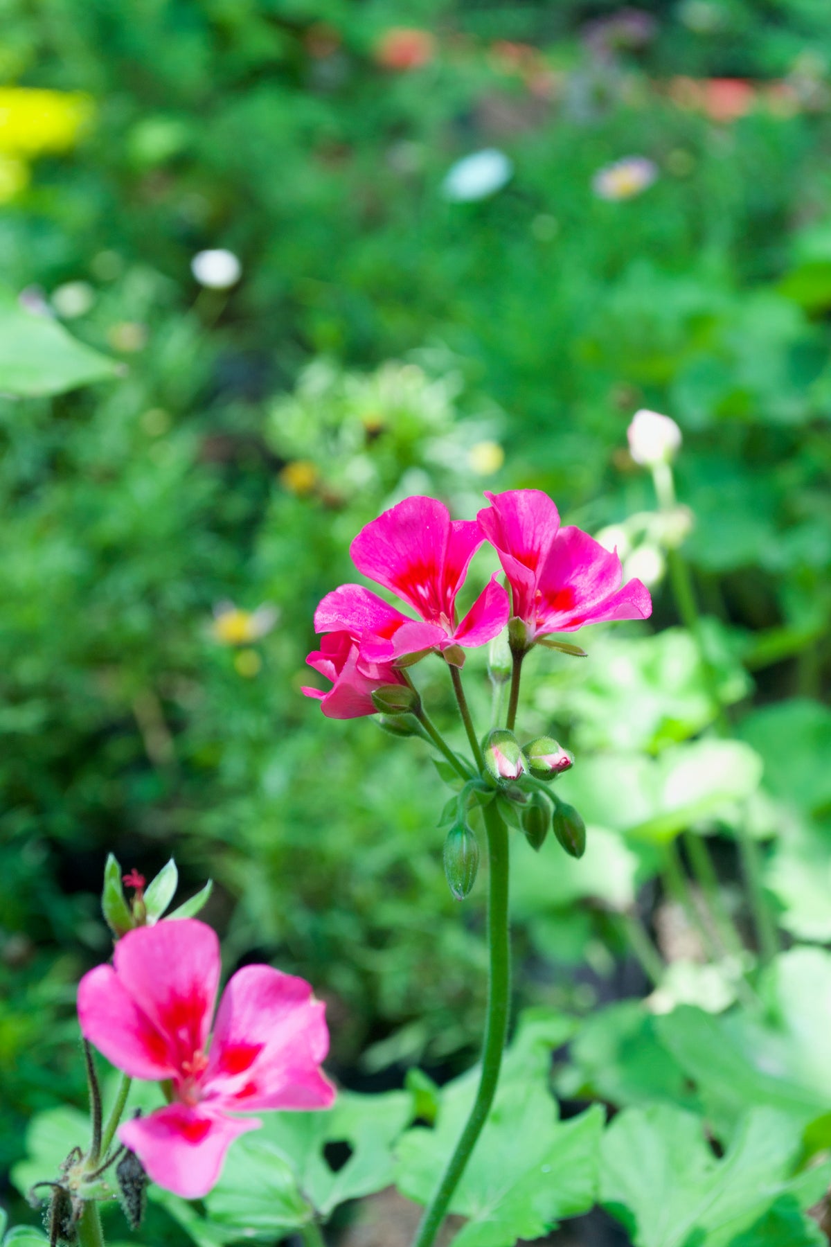 Zonal Geranium