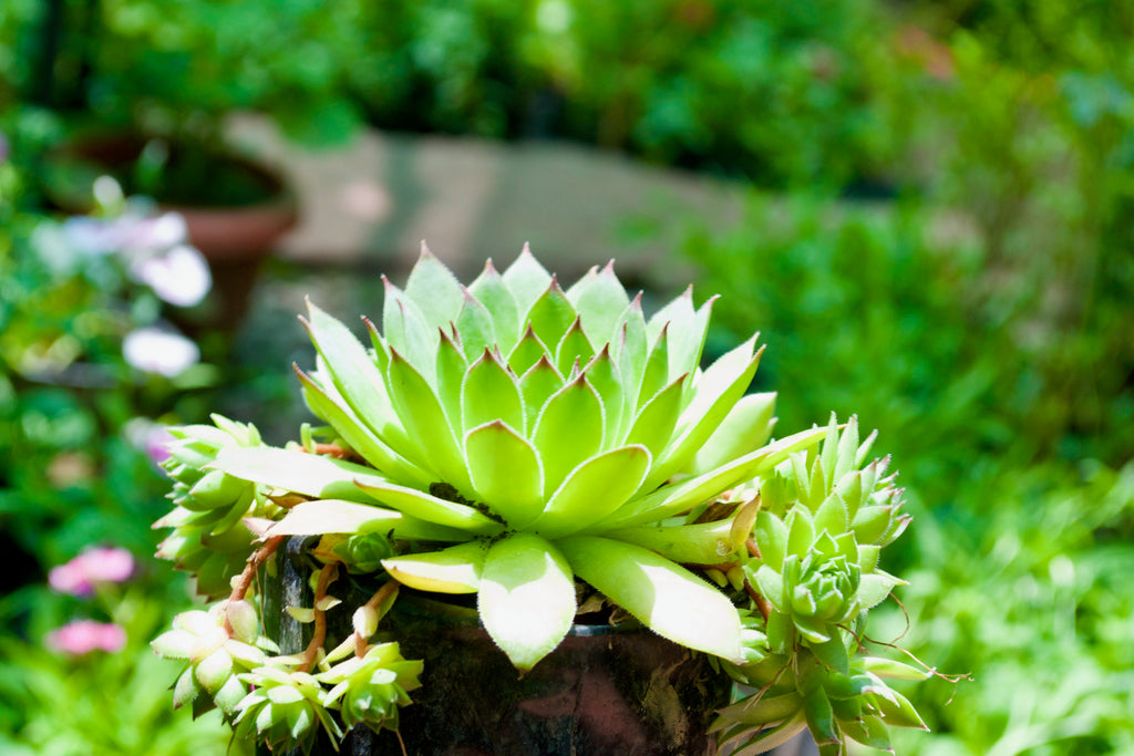 Houseleek