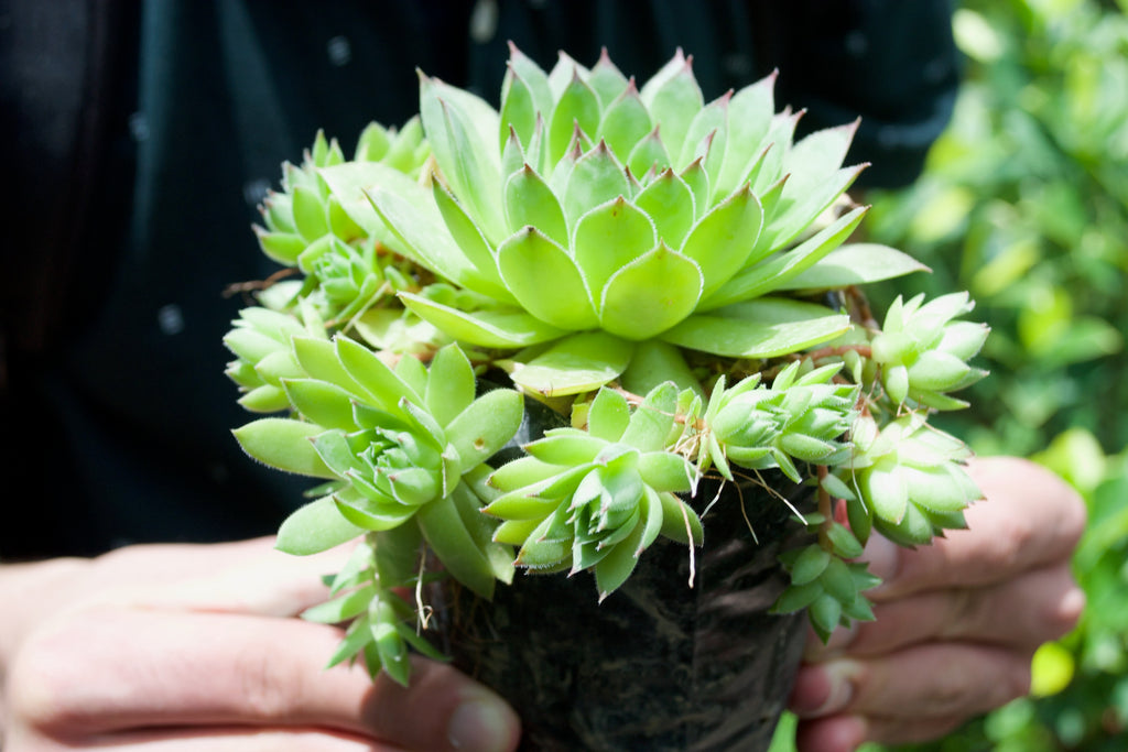 Houseleek