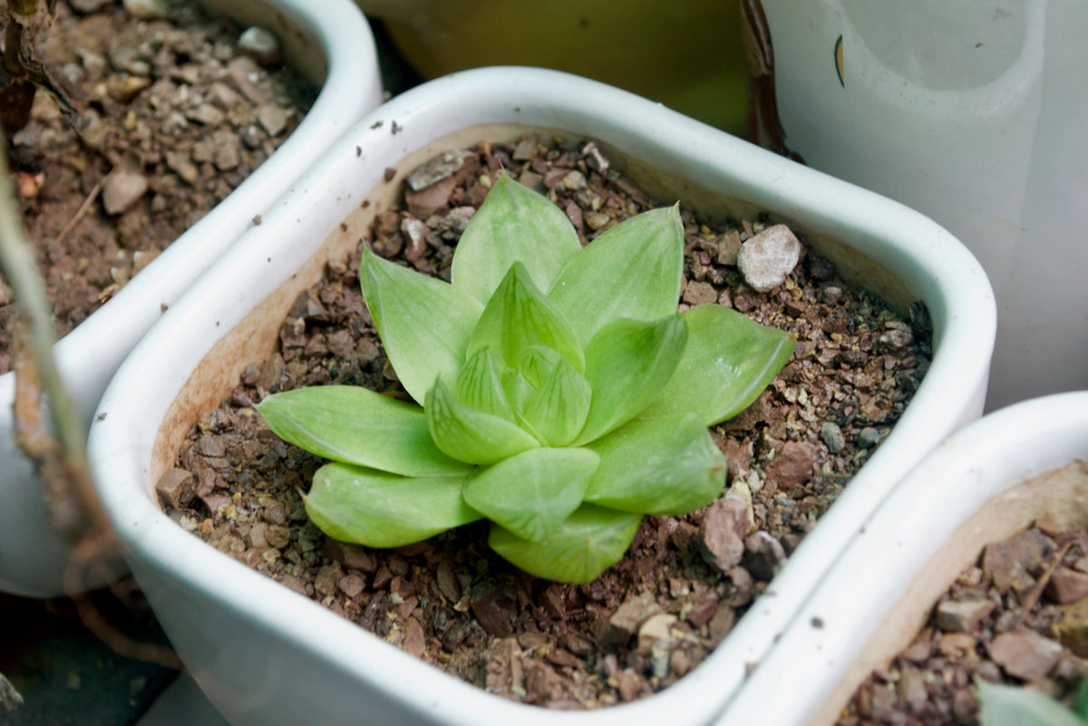 Cathedral Window Succulent
