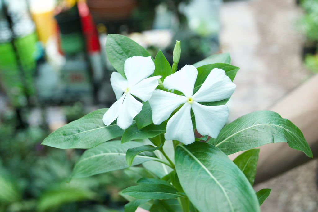 Madagascar Periwinkle (White with Yellow Eye)