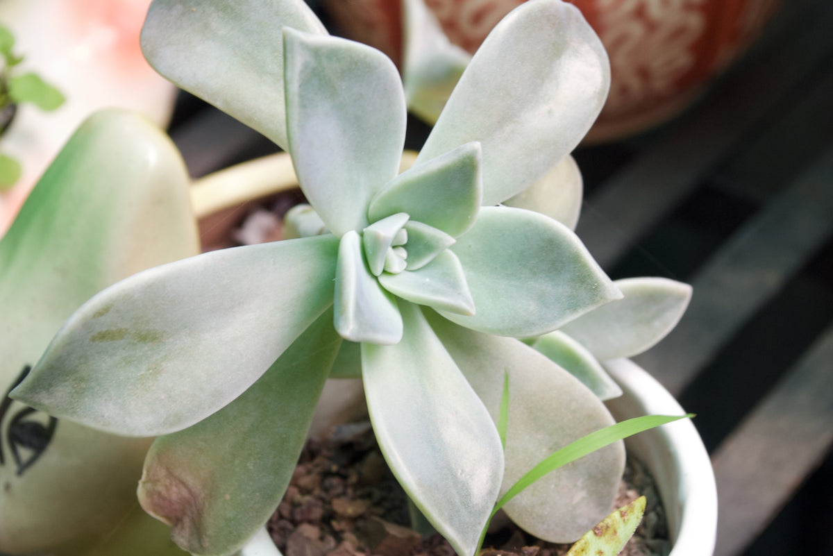 Ghost Plant