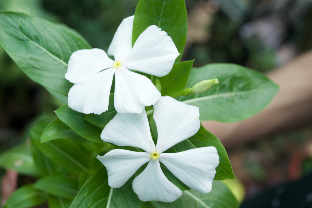 Madagascar Periwinkle (White with Yellow Eye)