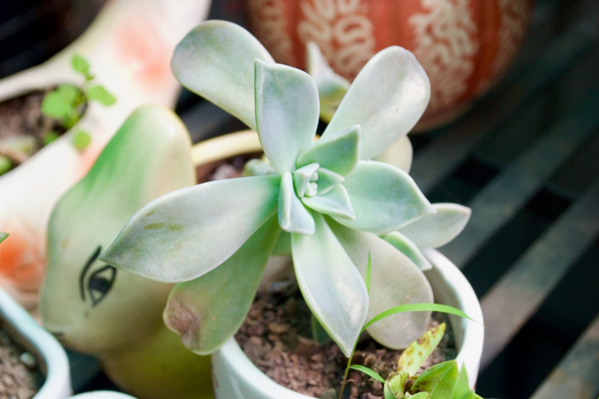 Ghost Plant