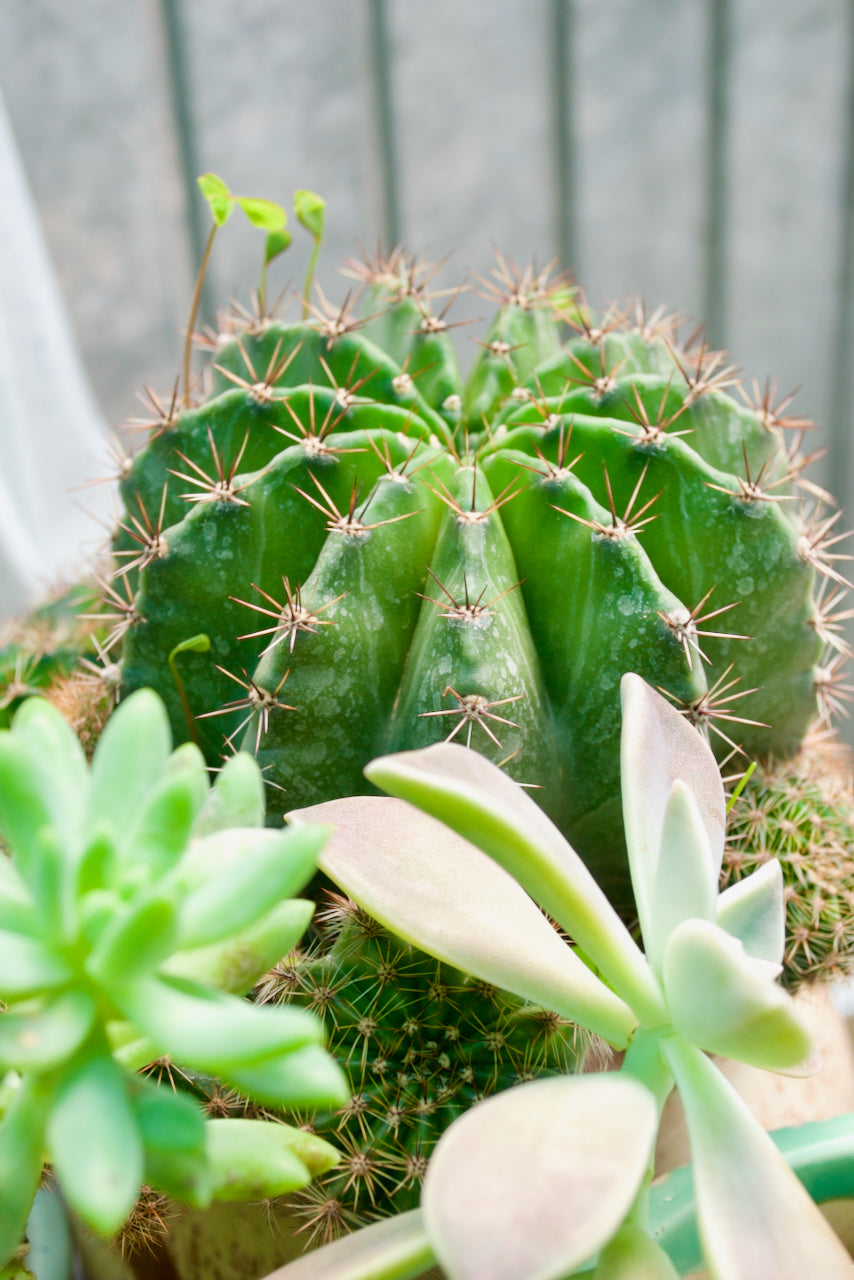 Cactus Plant
