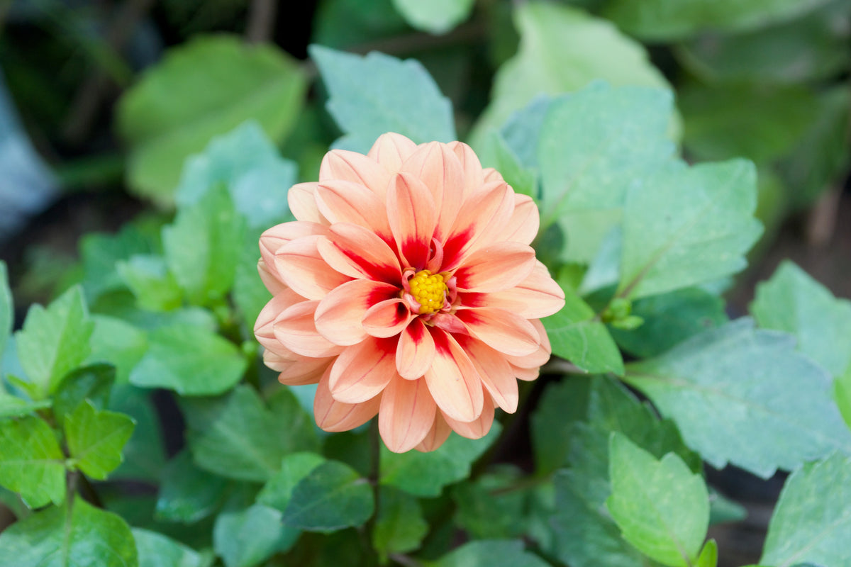 Dahlia (Apricot Red Eye)