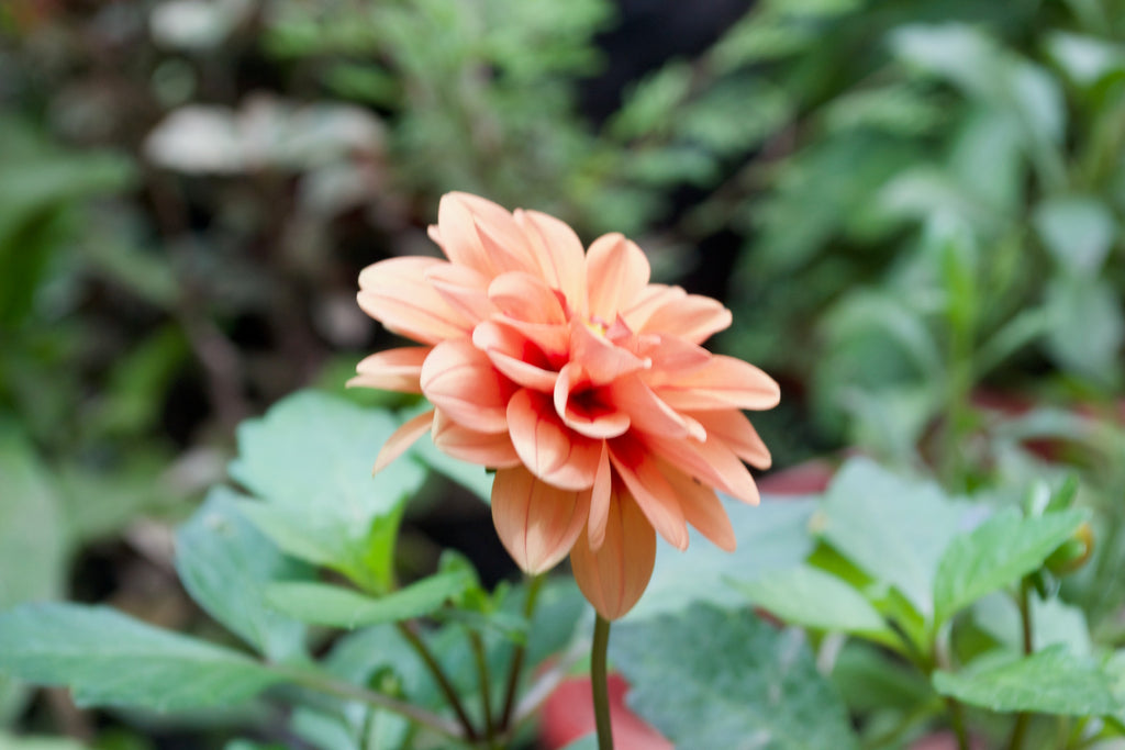 Dahlia (Apricot Red Eye)