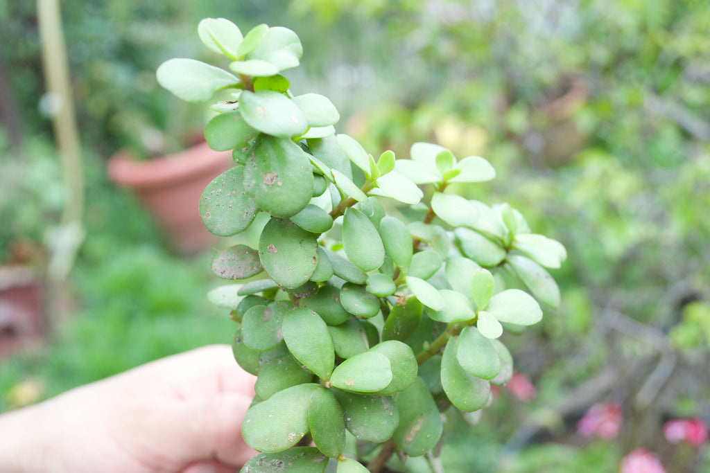 Dwarf Jade Plant