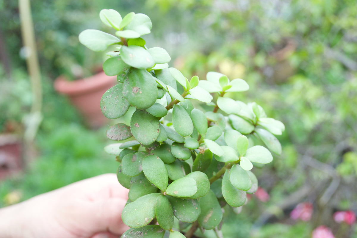 Dwarf Jade Plant