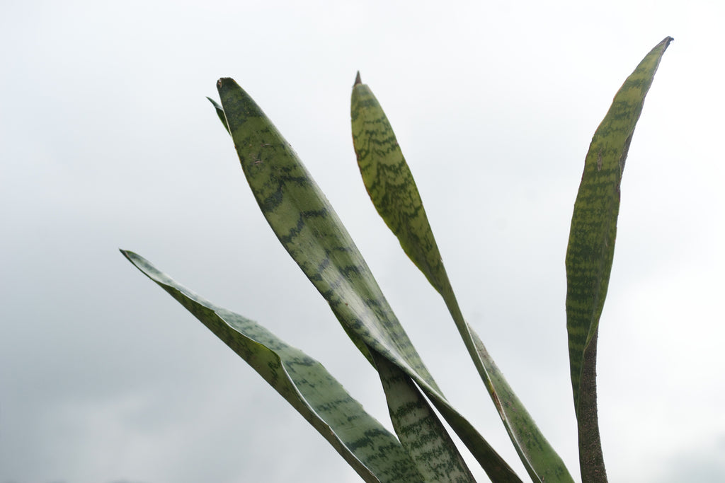 Snake Plant