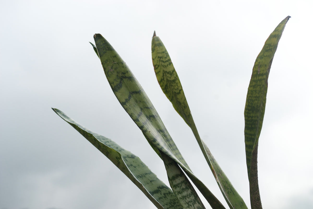 Snake Plant