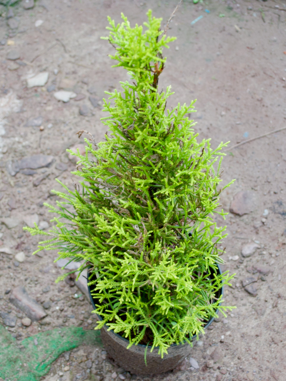 Lemon Cypress