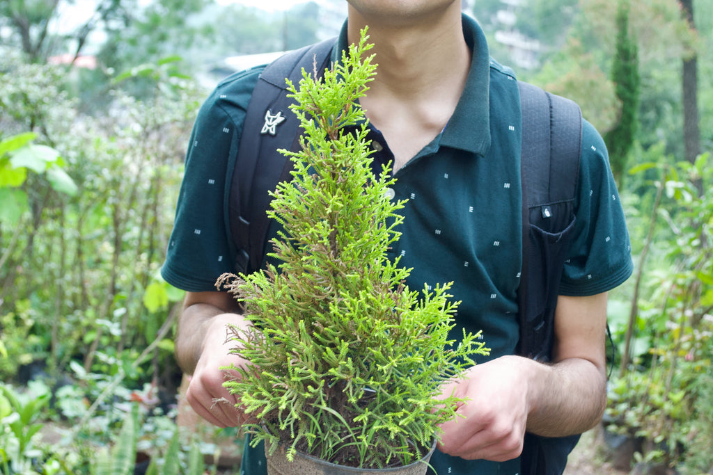 Lemon Cypress