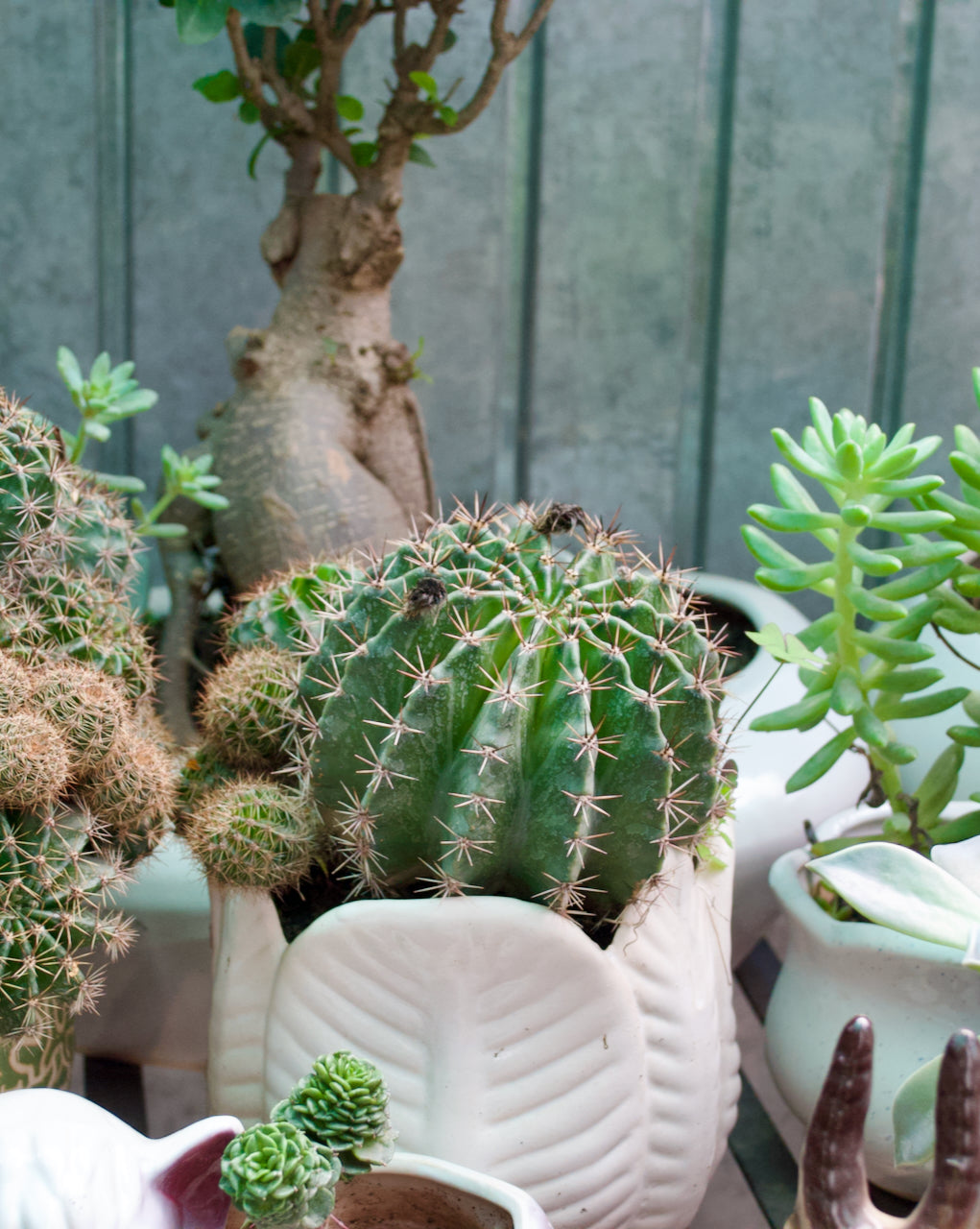 Cactus Plant