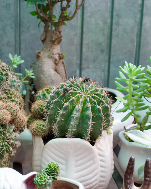 Cactus Plant