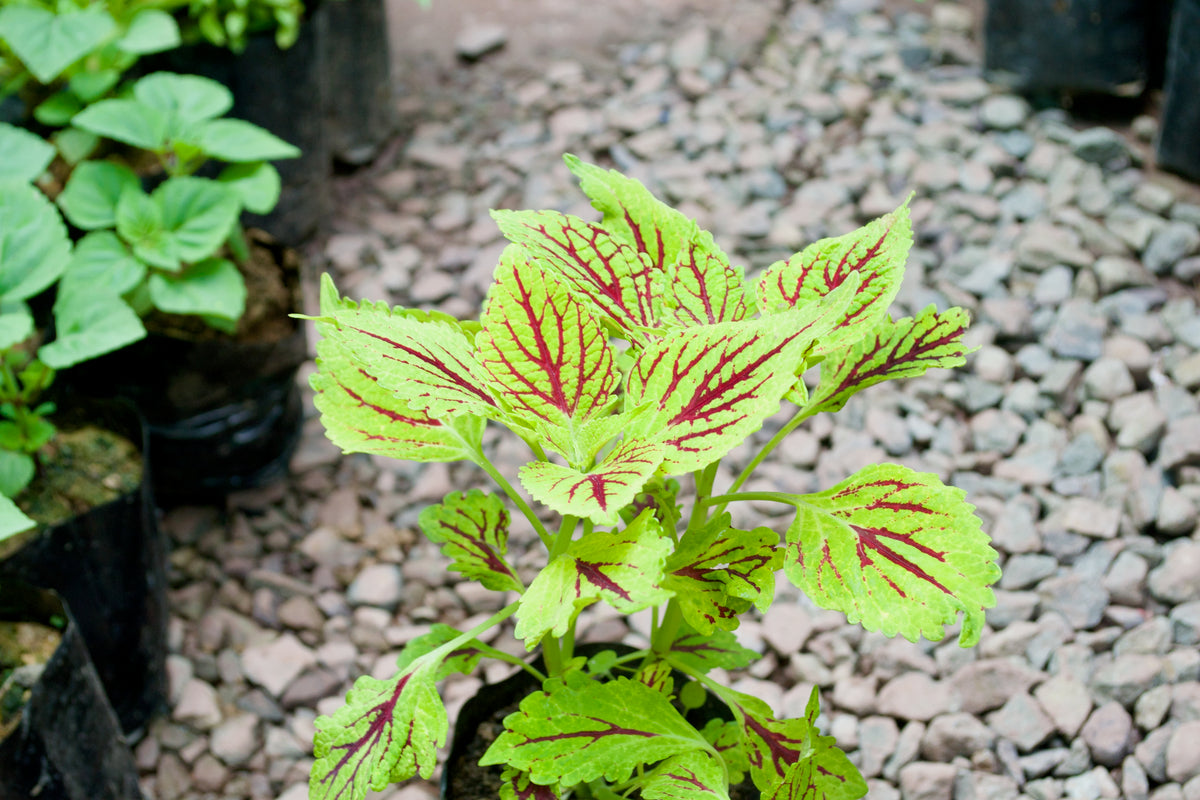 Coleus Pink Chaos (Serrated Red & Green)