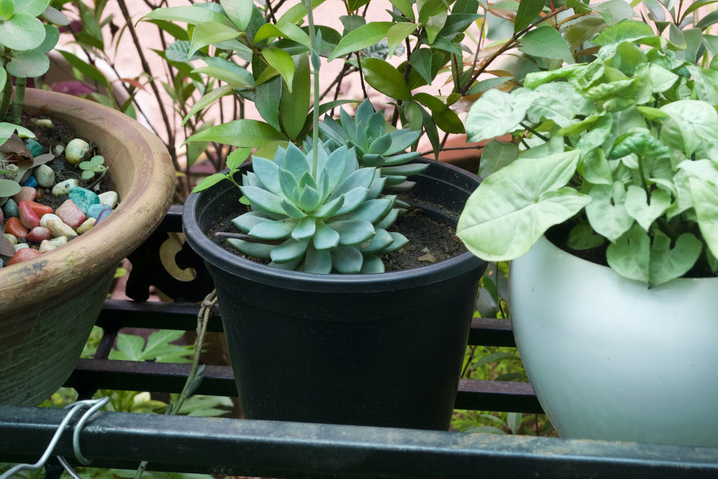 Blue Echeveria