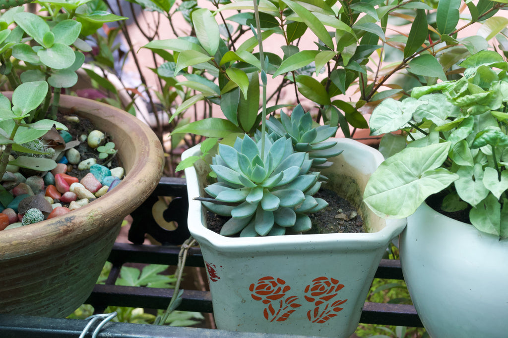 Blue Echeveria
