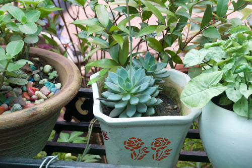 Blue Echeveria