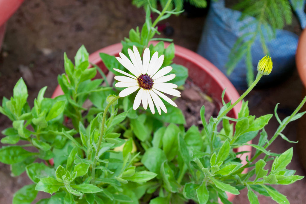 African Daisy