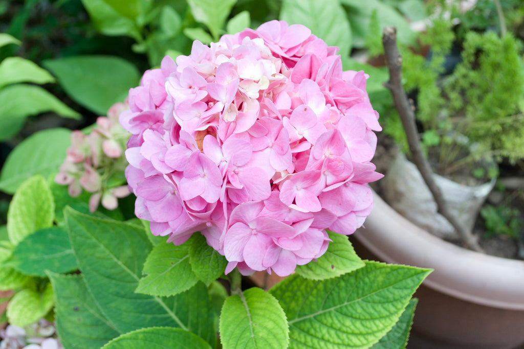 Hydrangea