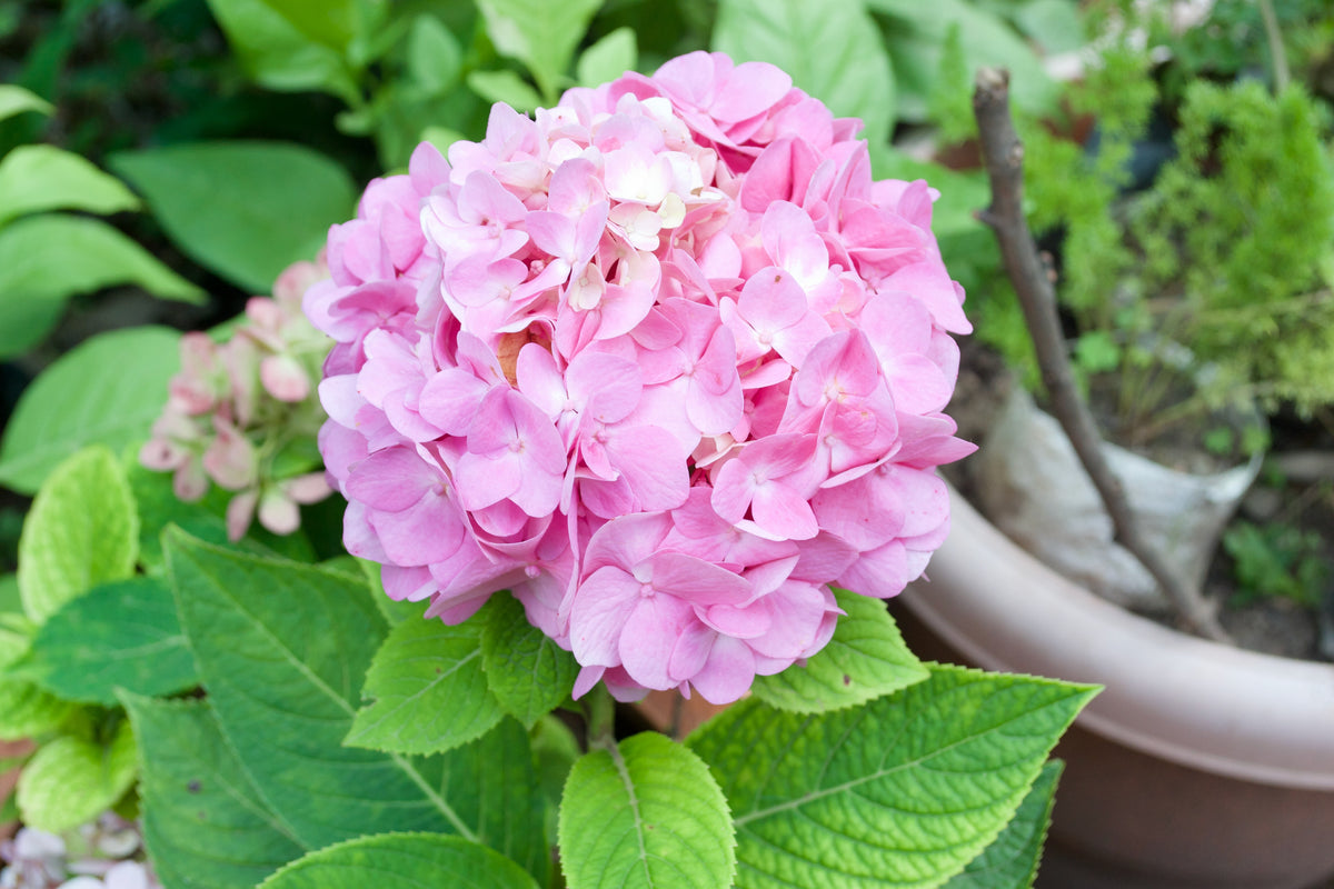 Hydrangea