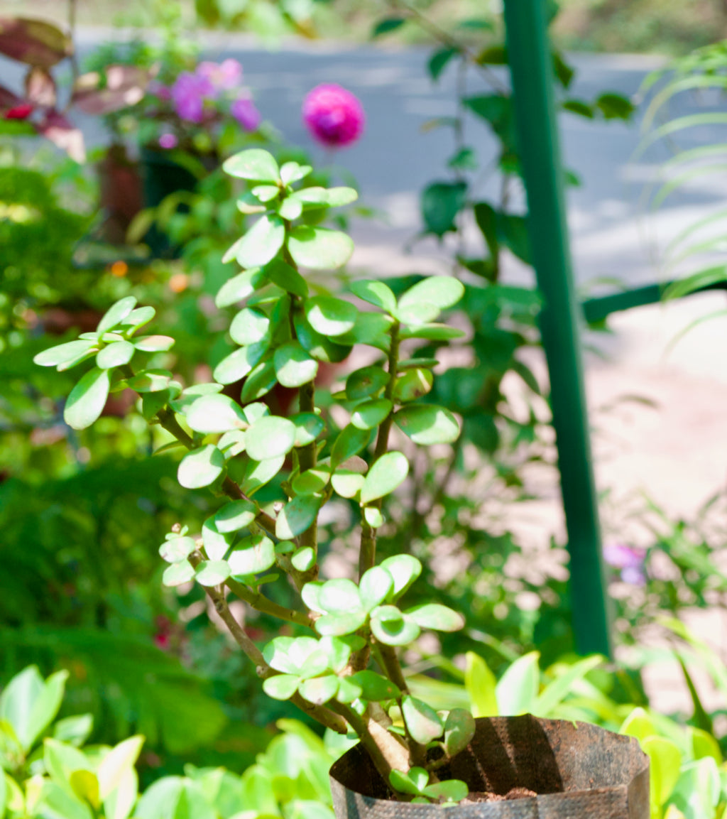 Jade Plant