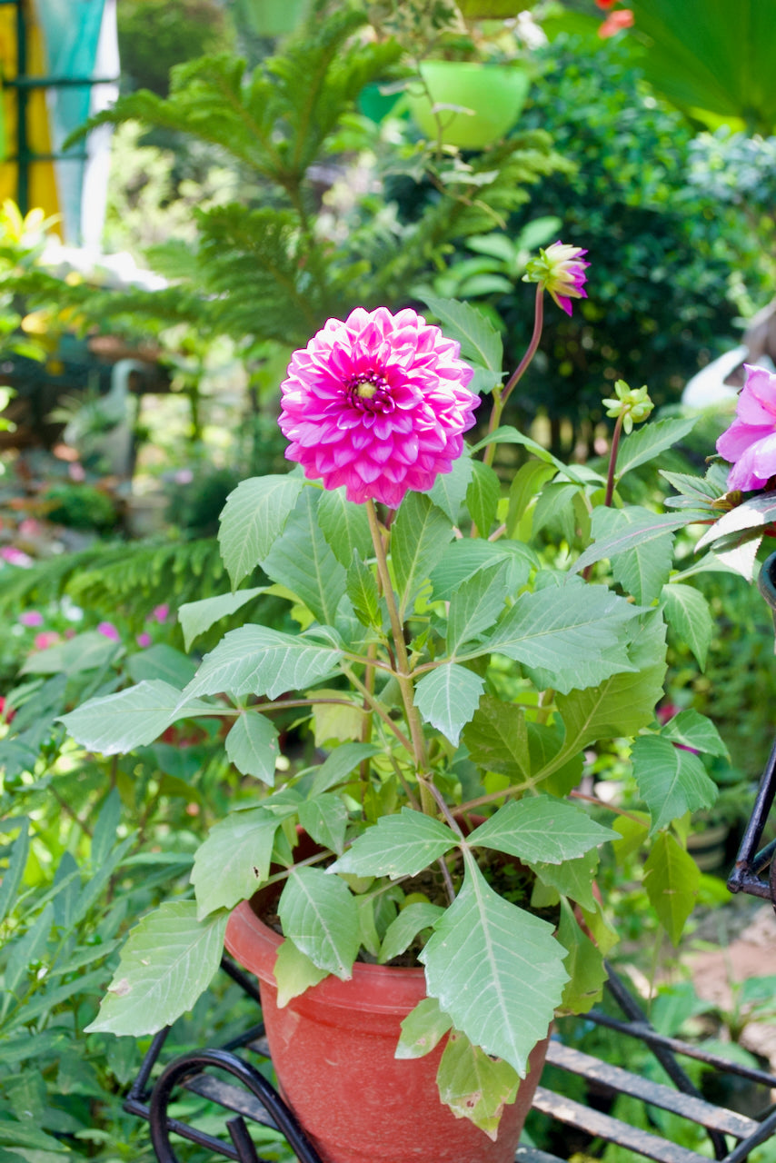 Dahlia (Lilac Rose)