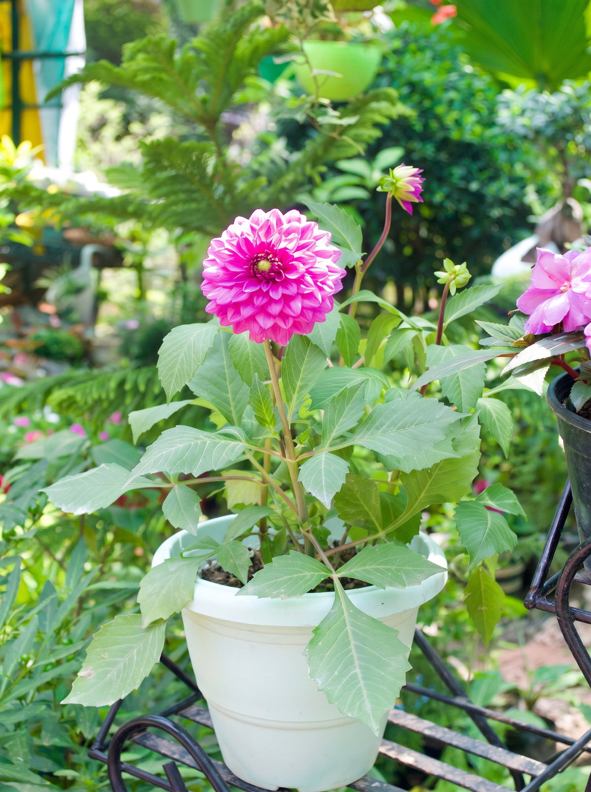 Dahlia (Lilac Rose)