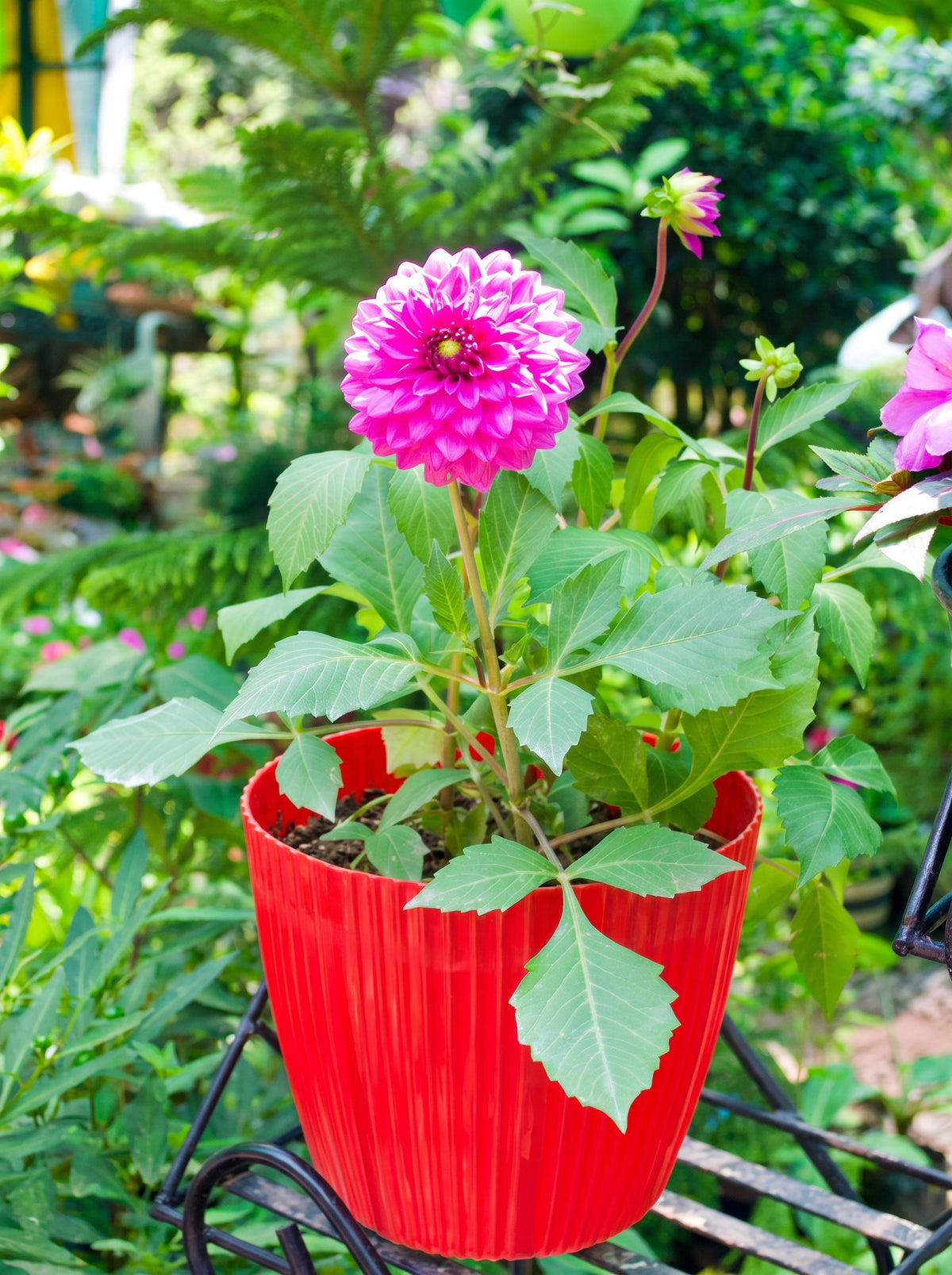 Dahlia (Lilac Rose)