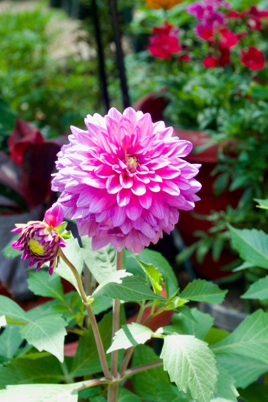 Dahlia (Lilac Rose)
