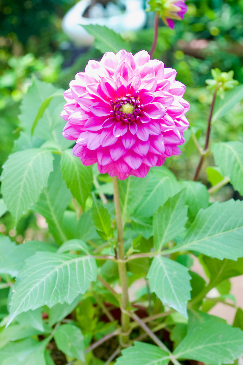 Dahlia (Lilac Rose)